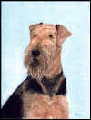 AE-Airedale.jpg (24609 Byte)