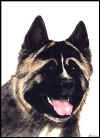 AE-AmericanAkita.jpg (31896 Byte)