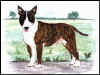 AE-Bullterrier.jpg (32268 Byte)