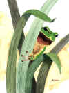 AE-Frosch.jpg (29305 Byte)